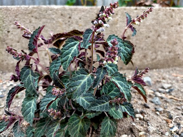 トウゴクシソバタツナミに似た植物