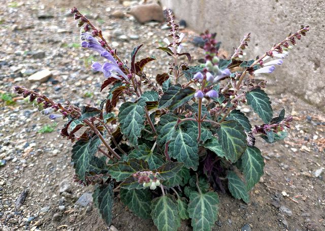 トウゴクシソバタツナミに似た植物