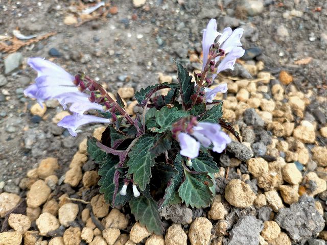 トウゴクシソバタツナミに似た植物