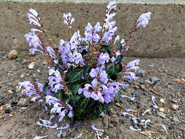 トウゴクシソバタツナミに似た植物