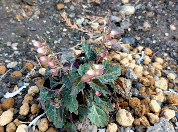 トウゴクシソバタツナミに似た植物