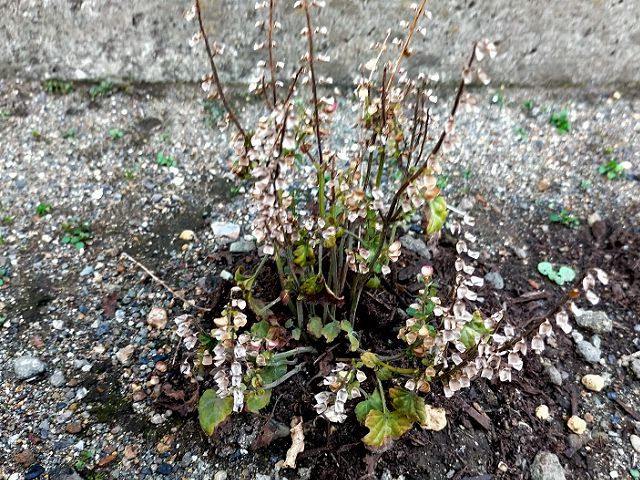 トウゴクシソバタツナミに似た植物