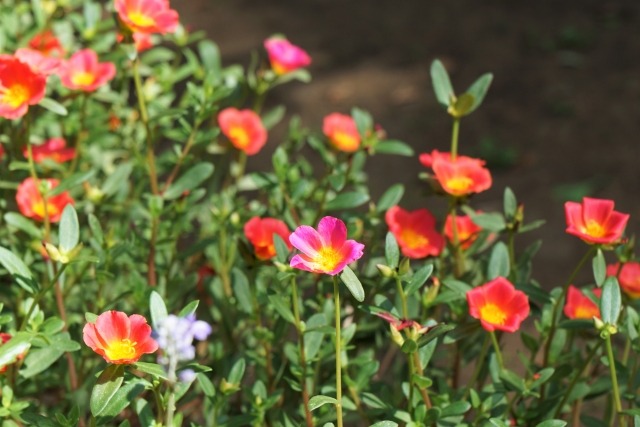 ポーチュラカの花