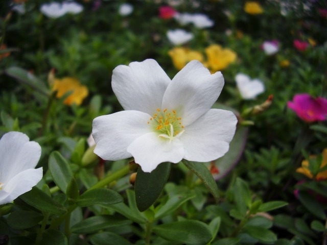 ポーチュラカの白い花