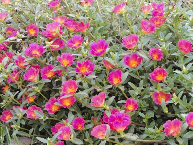 一面のポーチュラカの花
