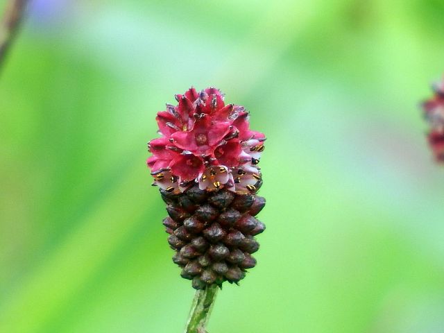 ワレモコウの花