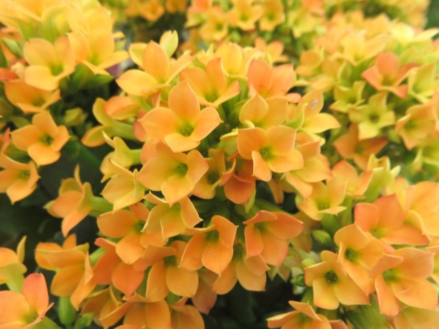 黄色のカランコエの花