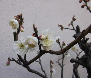 自宅の白梅の鉢植え