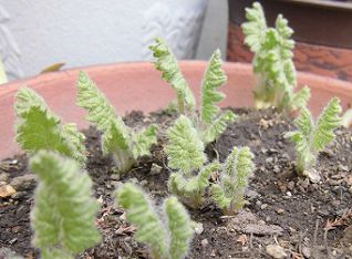 鉢植えサクラソウの新芽