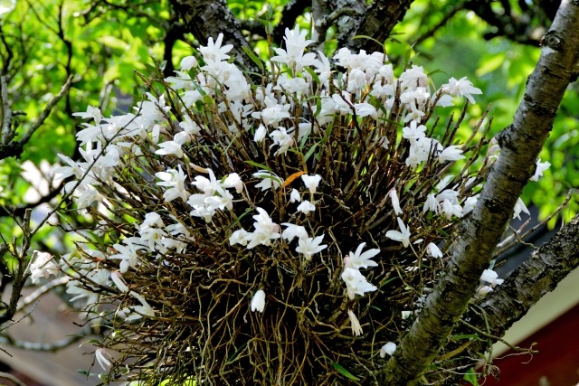 セッコク 石斛 の育て方 植え替え時期と方法は 楽して楽しむガーデニング