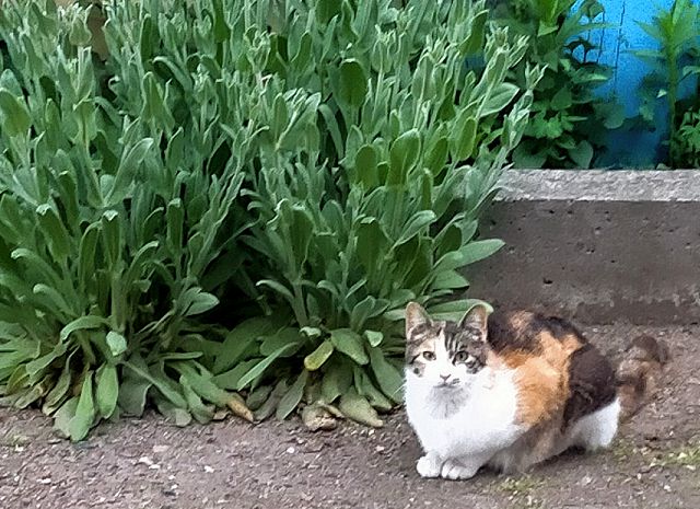 庭にやってきた野良猫