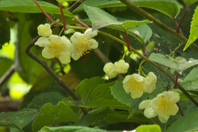 マタタビの花