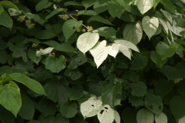マタタビの白い葉
