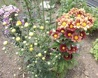 仏花の栽培 お盆や彼岸のお墓参りにおすすめの育てやすい植物は 楽して楽しむガーデニング