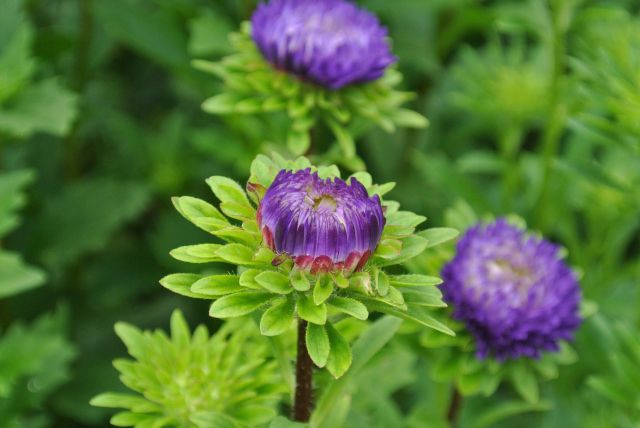 アスター（エゾギク）の花