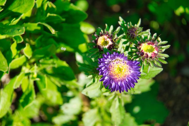 アスター(エゾギク)の花