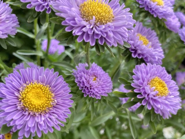 アスター(エゾギク)の花