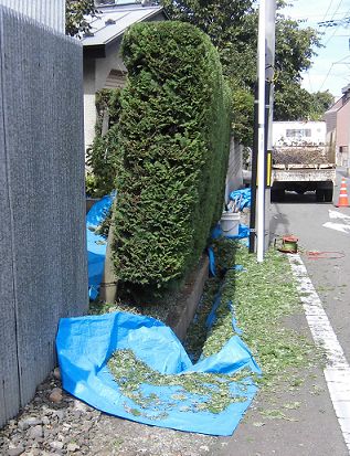 植木屋さんが剪定した生垣