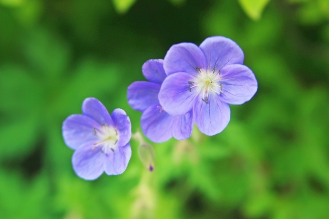 ゲラニウムの花