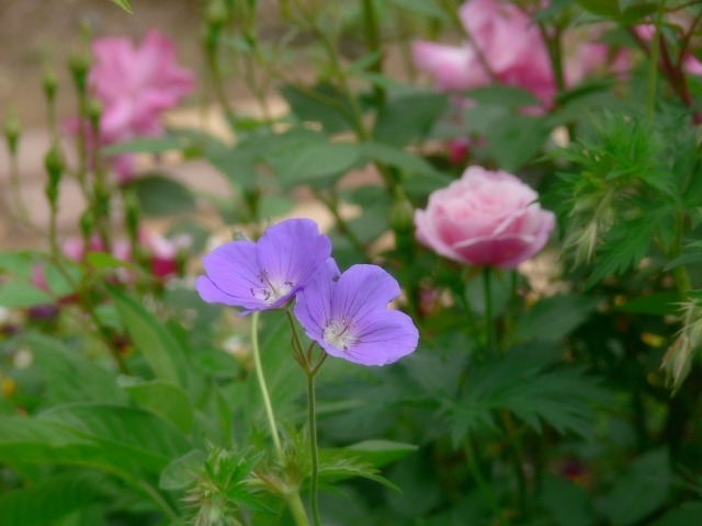 ゲラニウムの花