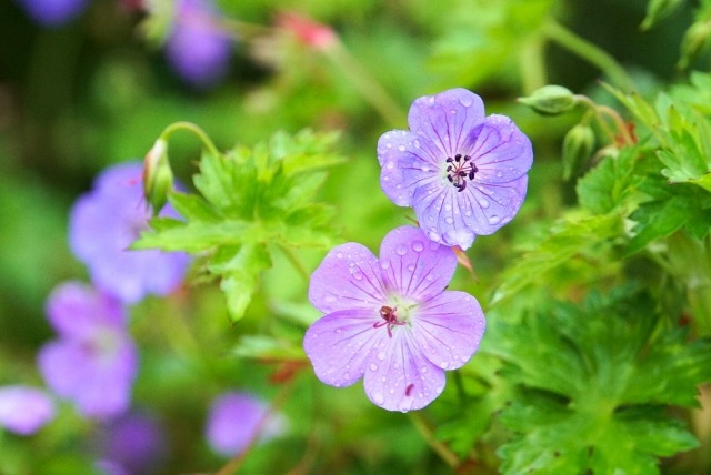 ゲラニウムの花