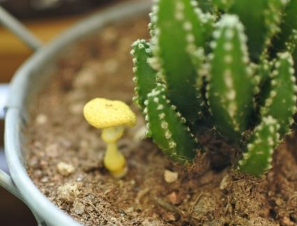 鉢植えに生えたキノコ