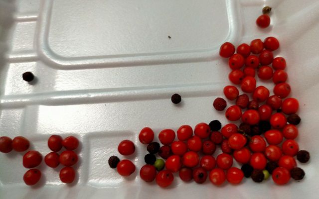 センリョウの実