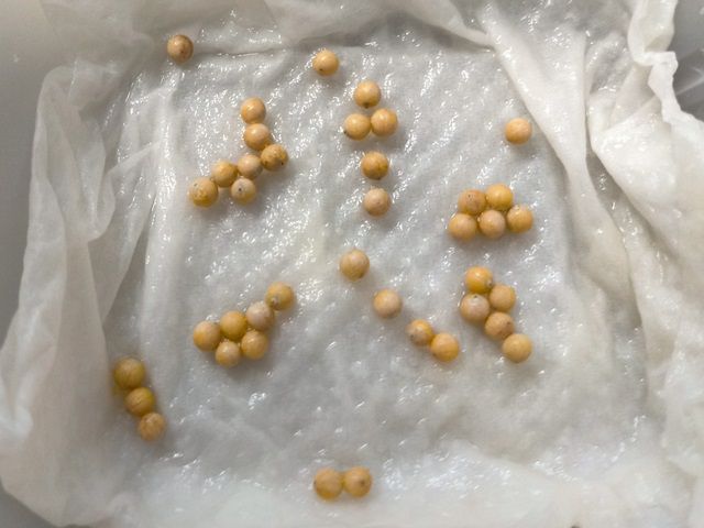 センリョウのタネ