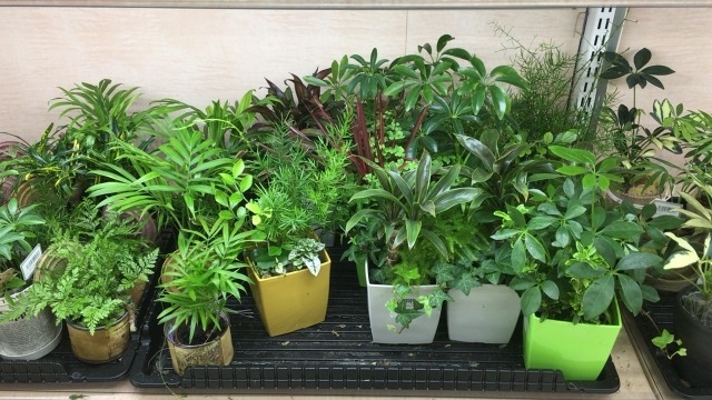 鉢植え植物の防寒対策 簡単にできる保温方法やグッズは 楽して楽しむガーデニング