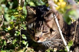 庭にいる猫