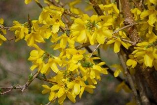 レンギョウの花