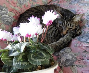 鉢植えを吊るして猫のイタズラから守る 猫にとって危険な植物も知っておこう 楽して楽しむガーデニング