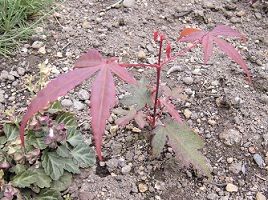 もみじを種から育てる方法は 種を蒔く時期や発芽のコツを紹介 楽して楽しむガーデニング