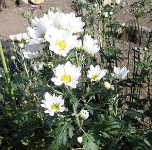 夏菊の白い花