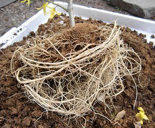 鉢植えのレンギョウの根