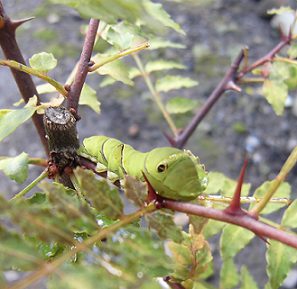 サンショウの鉢植えに青虫発見