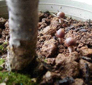 鉢植えにキノコが生える