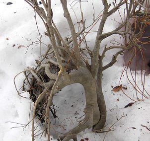 冬囲い 雪囲いの種類と方法 庭木に雪囲いをする理由とは 楽して楽しむガーデニング