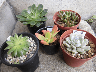 すべての美しい花の画像 驚くばかり多肉 植物 冬 越し 発泡スチロール すべての美しい花の画像 驚くばかり多肉 植物 冬 越し 発泡スチロール
