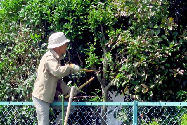 庭木の剪定時期はいつ 庭木の種類別 剪定時期一覧を紹介 楽して楽しむガーデニング