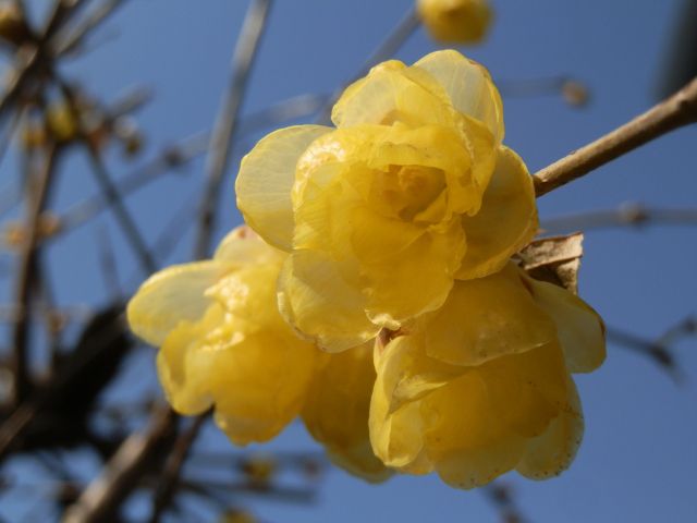 ロウバイ（蝋梅）の花
