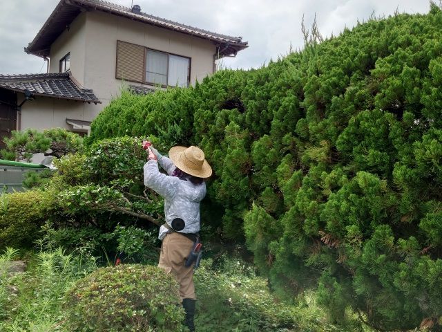 庭木の剪定作業
