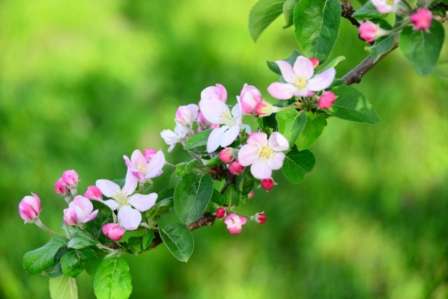 りんごの花咲く時期はいつ 弘前市りんご公園の見頃時期を紹介 楽して楽しむガーデニング