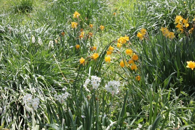 スイセンに毒性 間違って食べたときの食中毒症状は 似ている植物との見分け方 楽して楽しむガーデニング