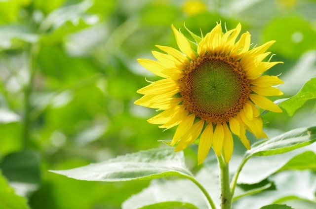 ヒマワリ 向日葵 の特徴と育て方 ヒマワリの草丈を低く抑えて花を咲かせる方法は 楽して楽しむガーデニング