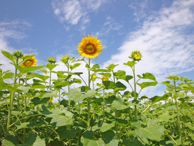 ヒマワリの花