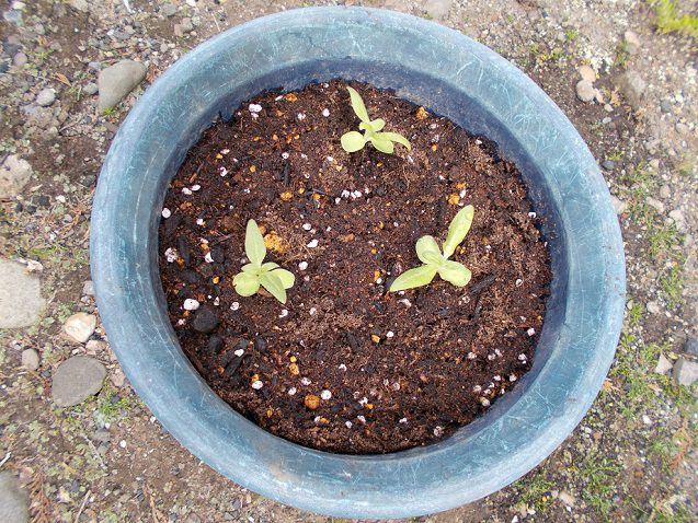 ミニひまわりの鉢植え