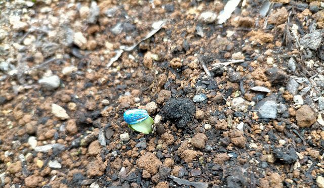 ミニひまわりの発芽