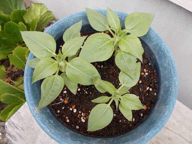 鉢植えのミニひまわり