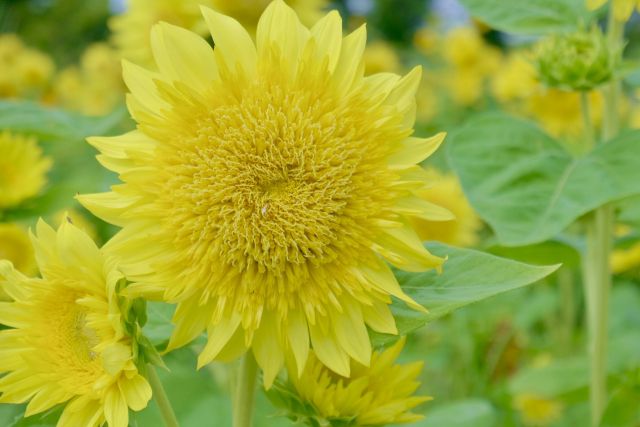 ヒマワリ 向日葵 の特徴と育て方 草丈を低く抑えて花を咲かせる方法は 楽して楽しむガーデニング